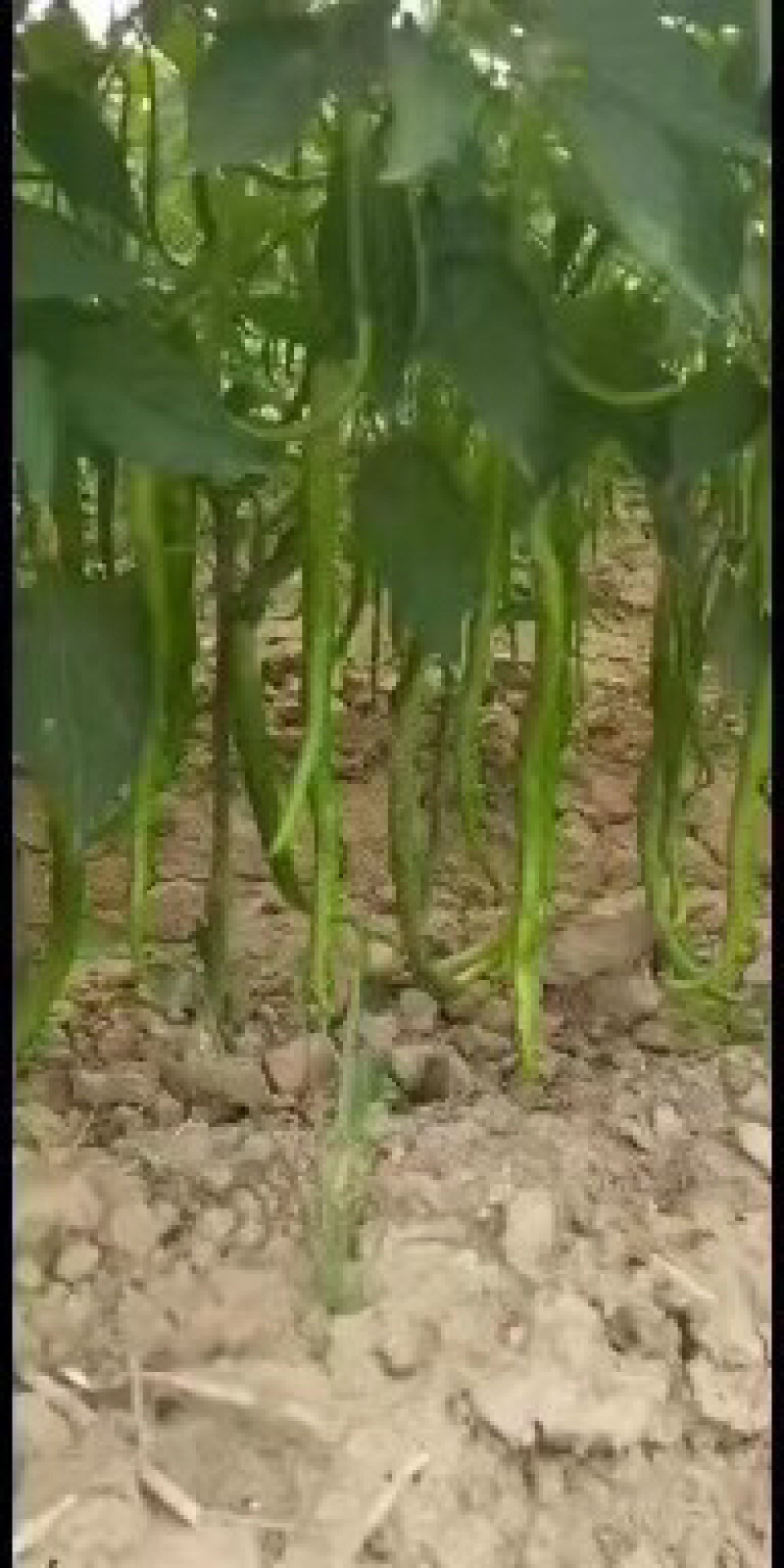 产地直供，大棚线椒15~20厘米青特辣