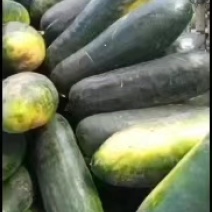 黑皮冬瓜15斤以上地冬瓜河北基地直供质量保证全国发货