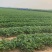 草莓苗基地批发红颜草莓苗脱毒苗质量好现挖保湿保鲜