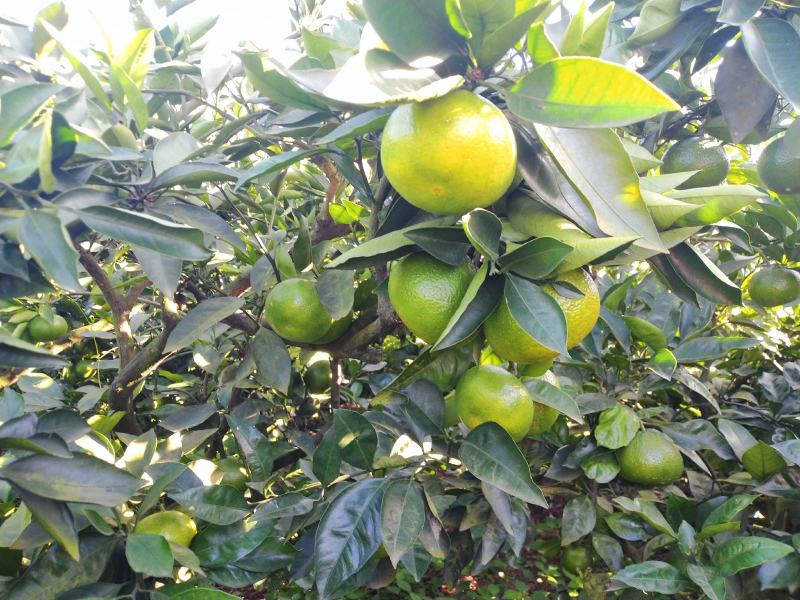 特早蜜桔，果面干净，无污染，无农药残留.品质有保障