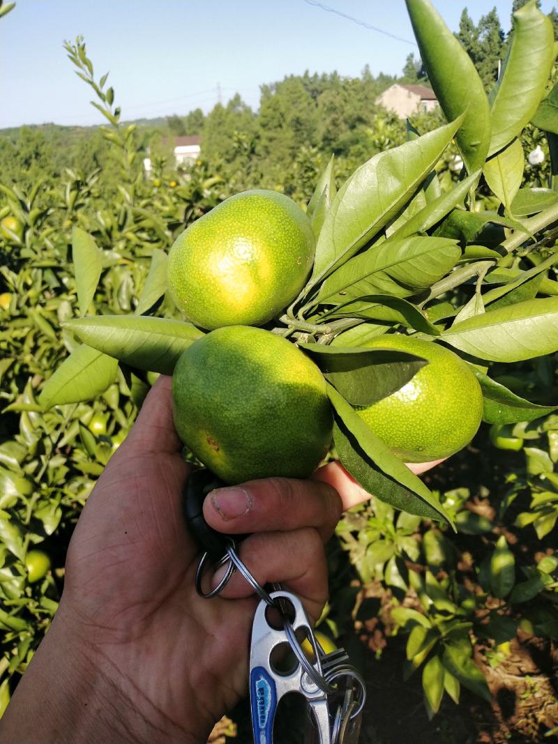 特早蜜桔，果面干净，无污染，无农药残留.品质有保障