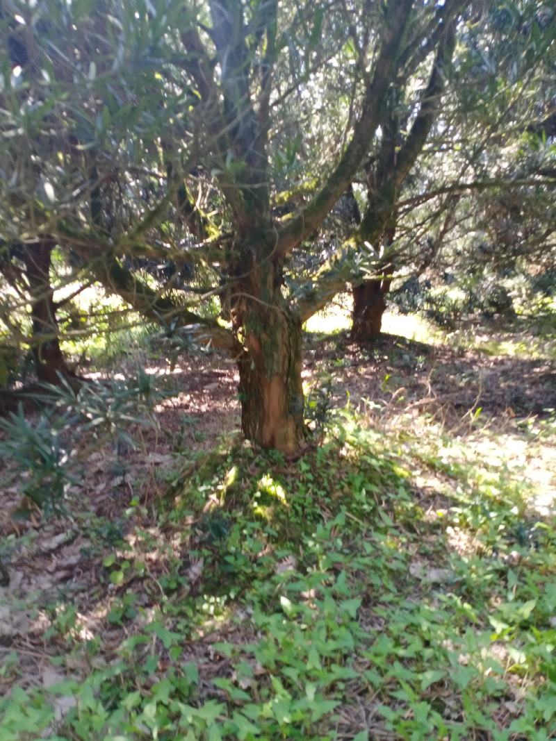 20…28罗汉松50棵出售，自家苗圃的现货
