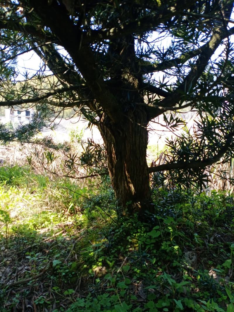 20…28罗汉松50棵出售，自家苗圃的现货