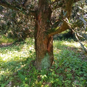 20…28罗汉松50棵出售，自家苗圃的现货