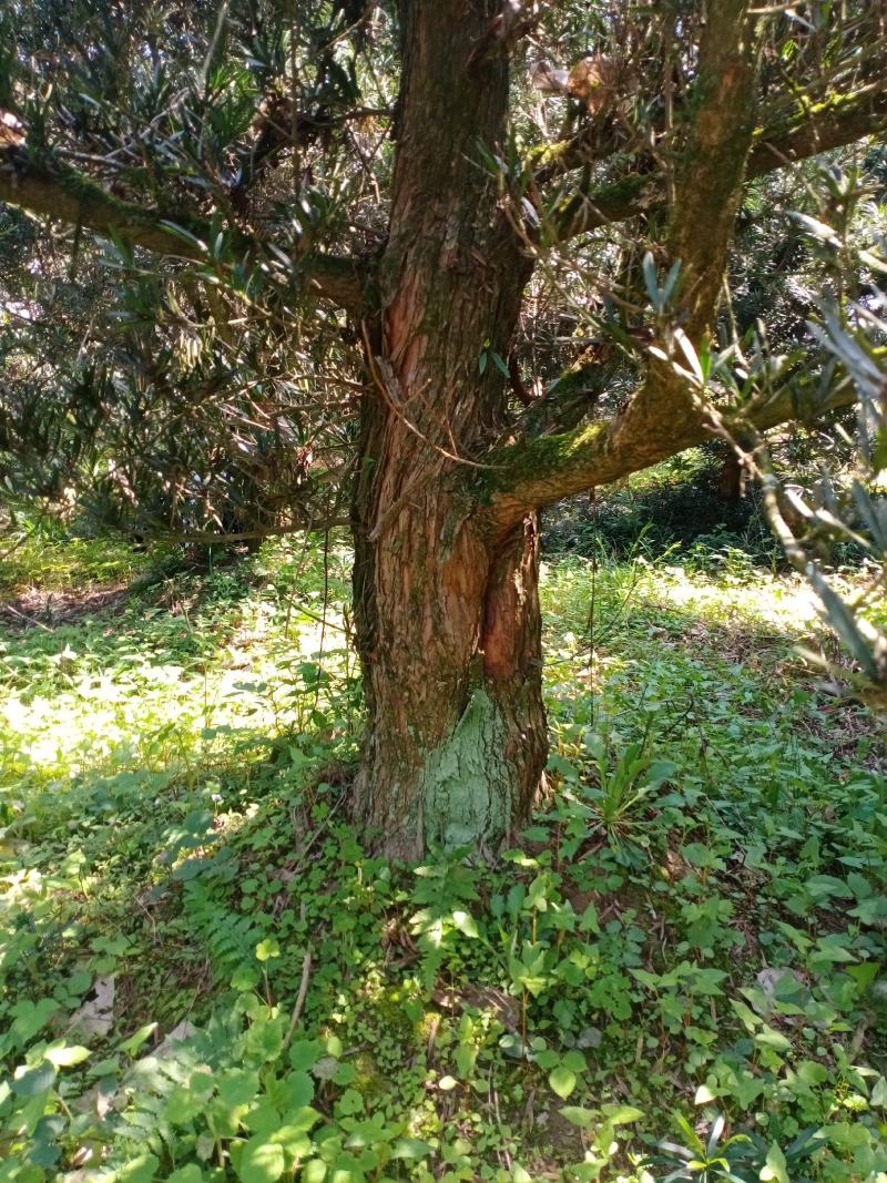 20…28罗汉松50棵出售，自家苗圃的现货