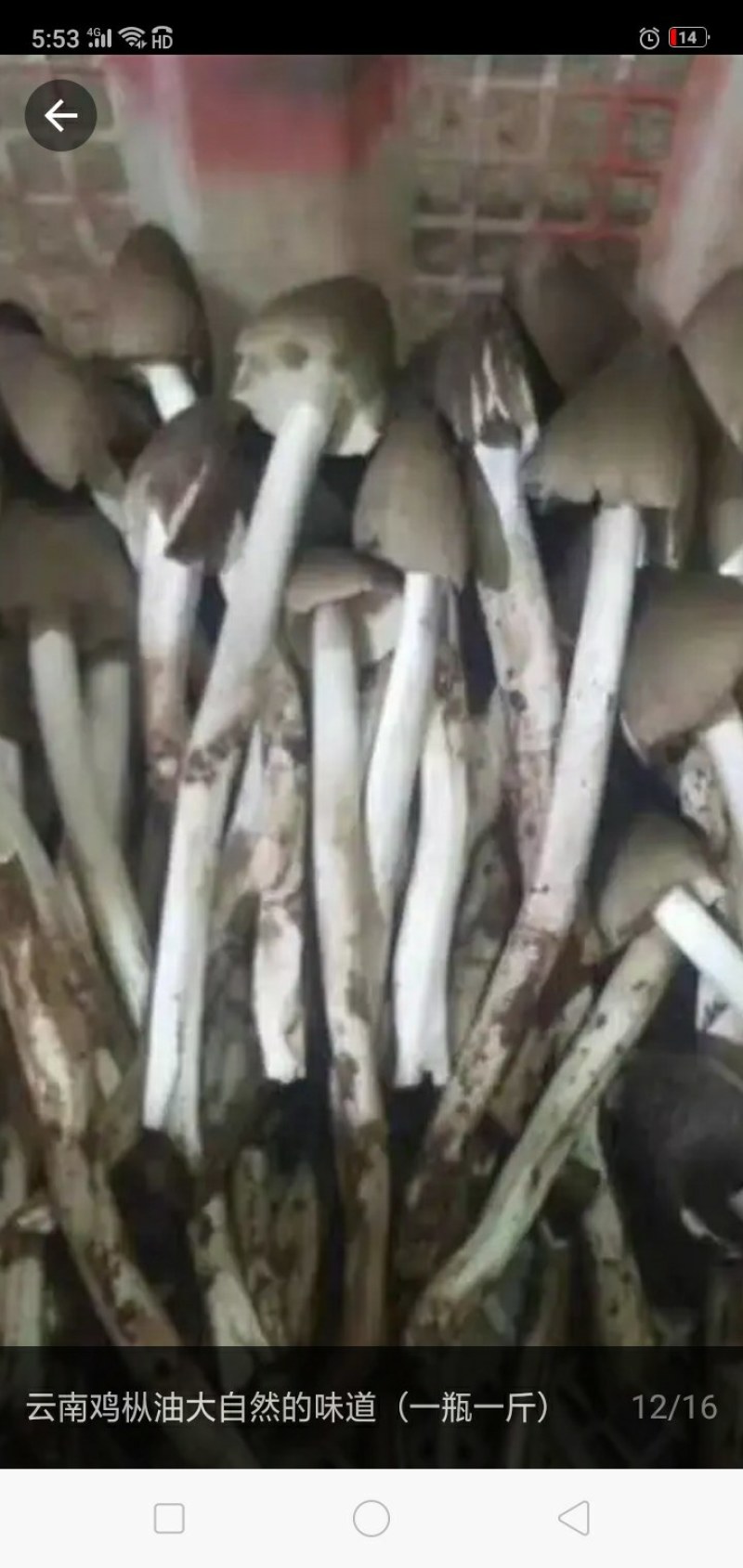 野生蘑菇，鸡枞，鸡枞油，黄老人，青头菌，粉红色老人头。