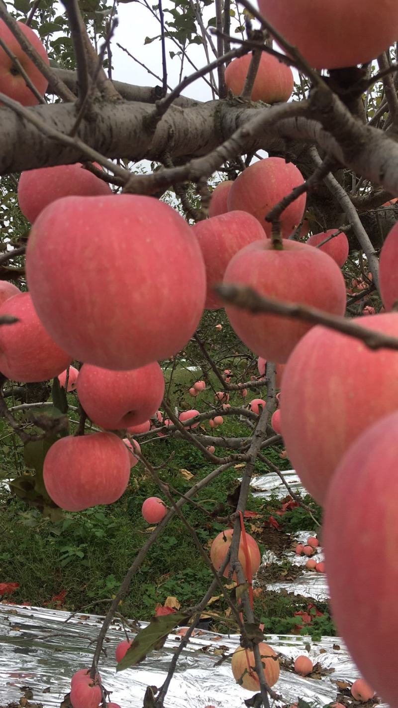 高塬红富士苹果产地包邮代购代发一件代发不甜包赔