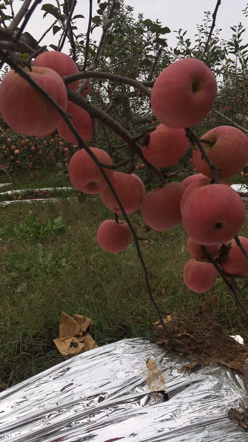 高塬红富士苹果产地包邮代购代发一件代发不甜包赔