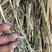 甘肃高山燕麦草质量很好，高糖燕麦草草干叶片多带籽燕麦