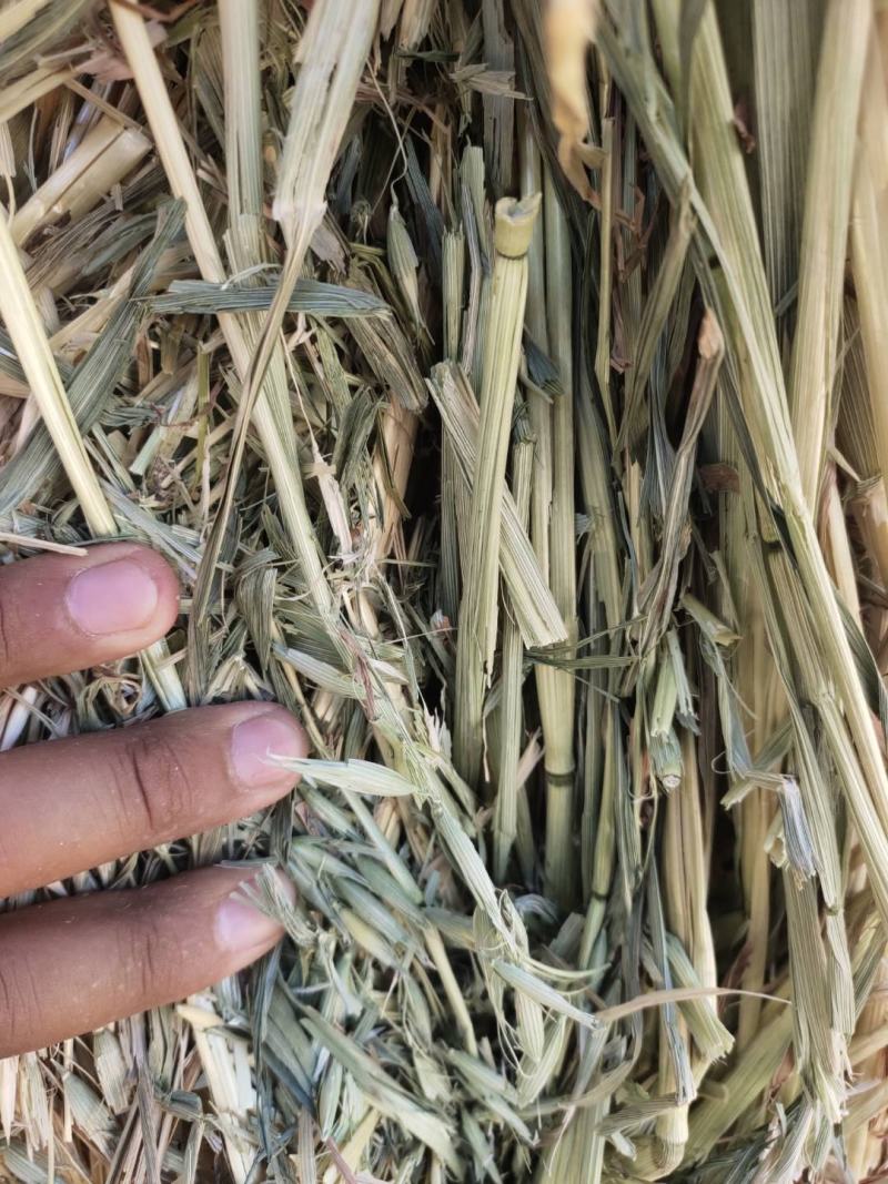甘肃高山燕麦草质量很好，高糖燕麦草草干叶片多带籽燕麦