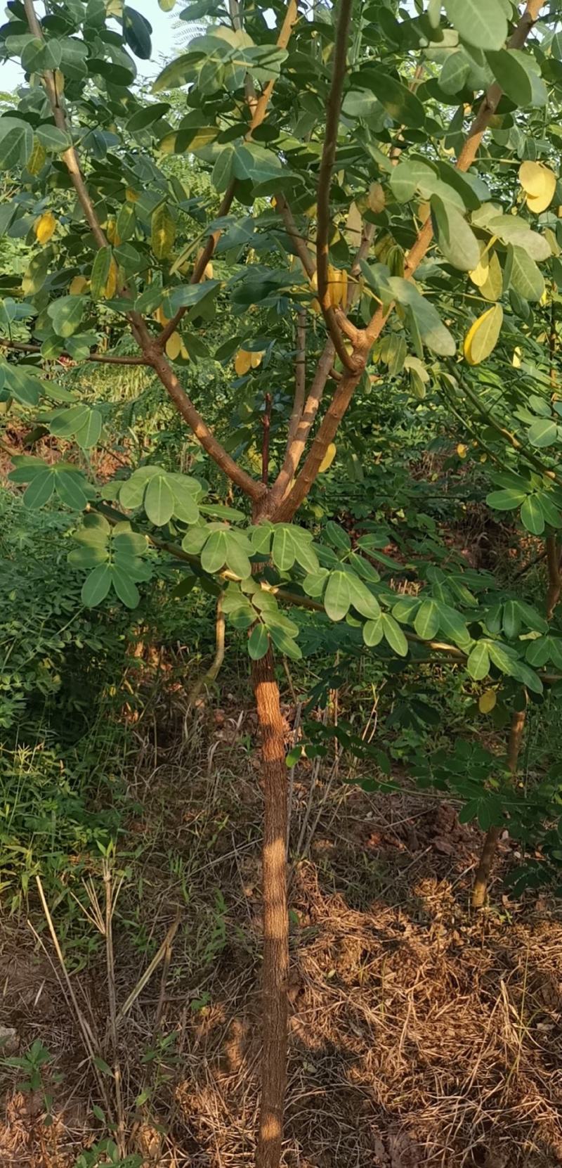 黄花槐黄槐树黄花槐苗