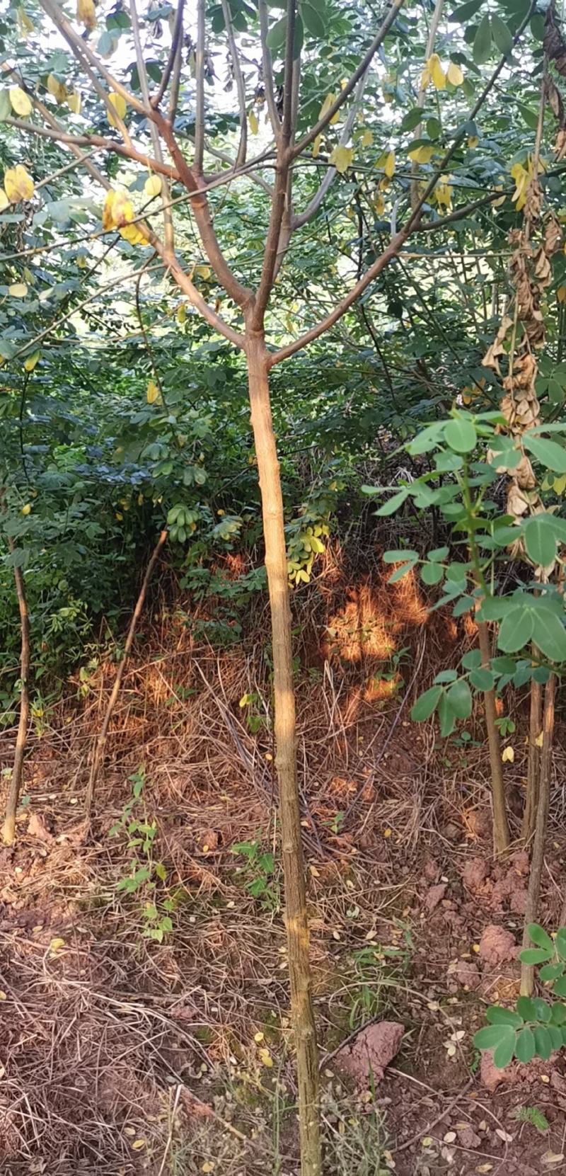 黄花槐黄槐树黄花槐苗