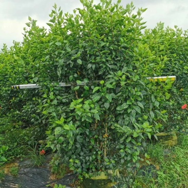 2米5高的朱槿花，扶桑花大量上市，需要的老板联系我