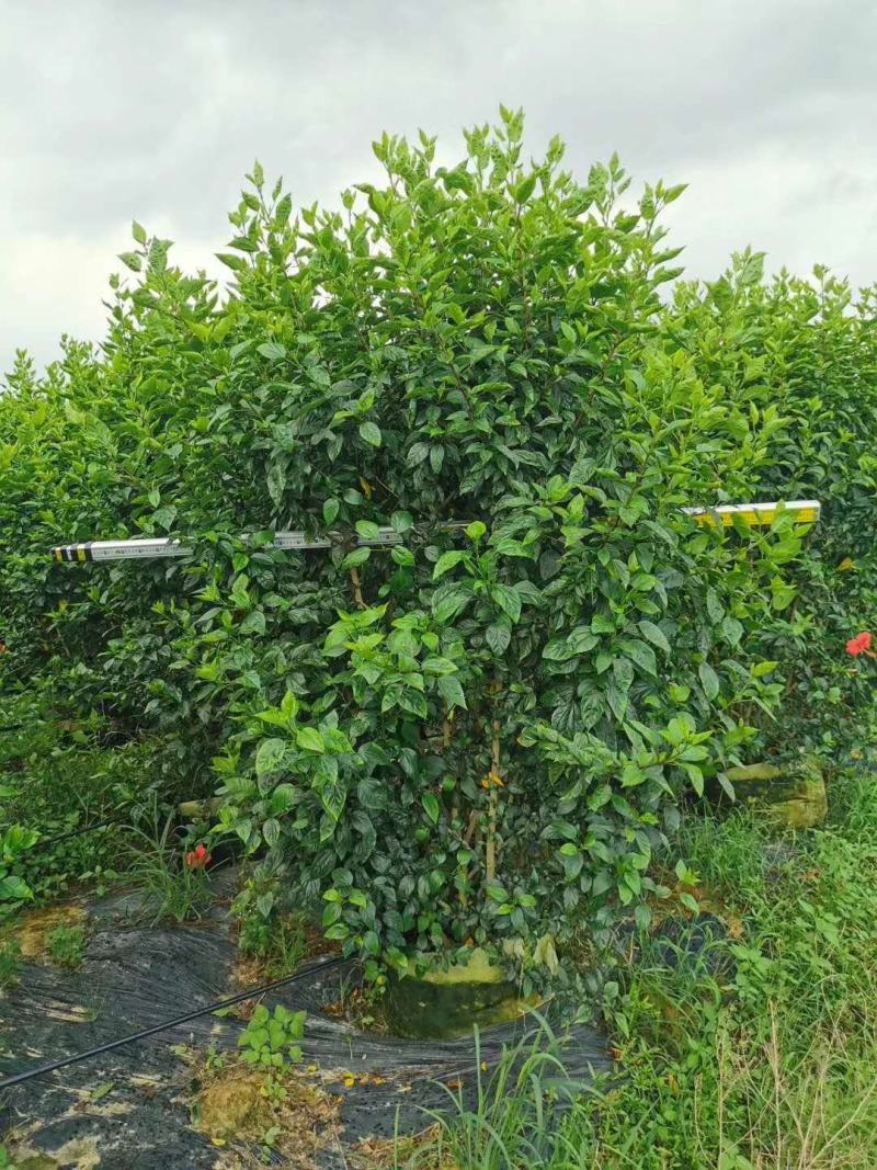 2米5高的朱槿花，扶桑花大量上市，需要的老板联系我