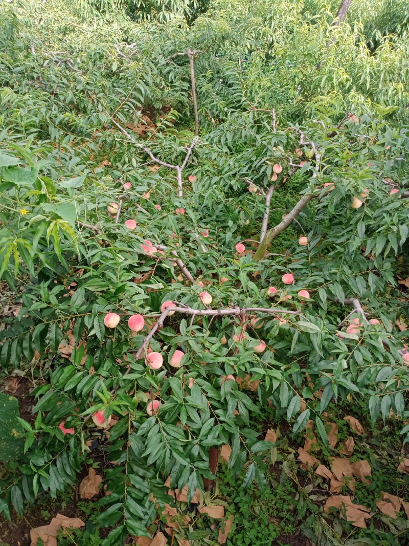 寒公主秋白桃，产地大江口村，可视频看货，现场发货。