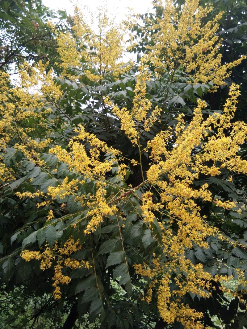 【瓶装老巢蜜】蜂场直销塑料瓶装嚼着吃的百花老巢蜜