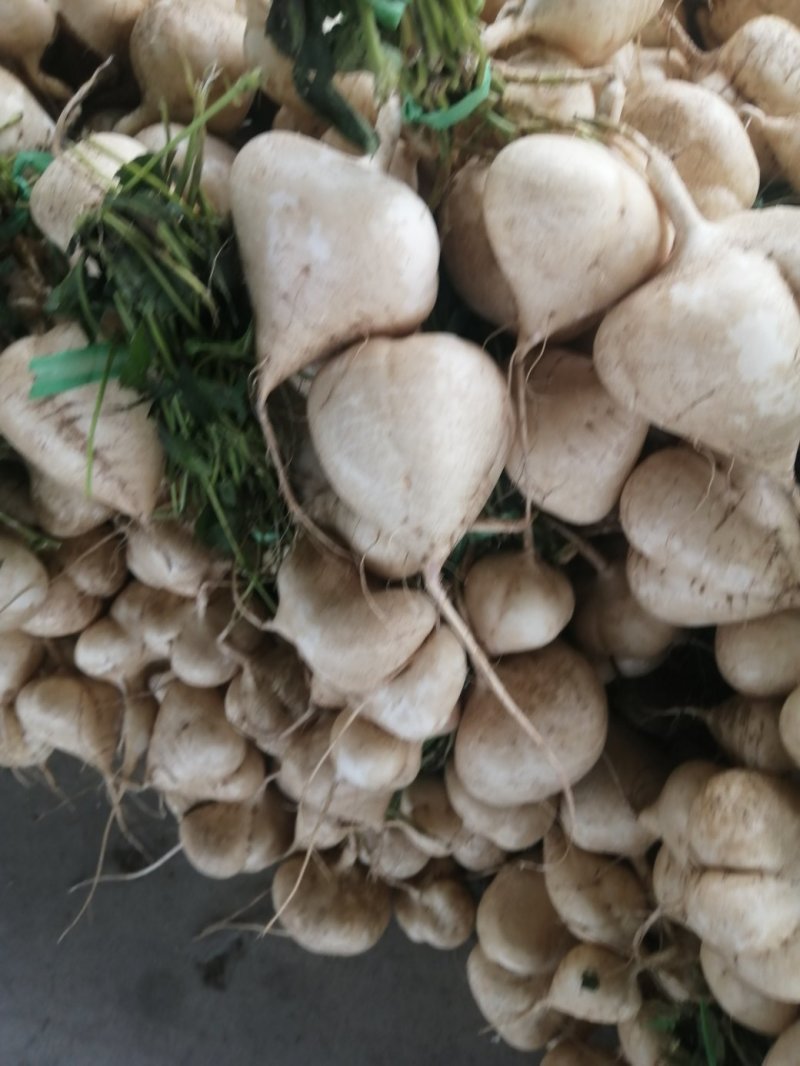 脆甜可口的精品地瓜，凉薯