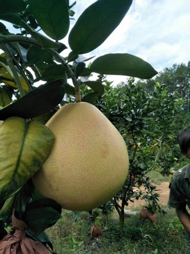 金秀生态三红蜜柚，精品柚子大量上市，产地直销