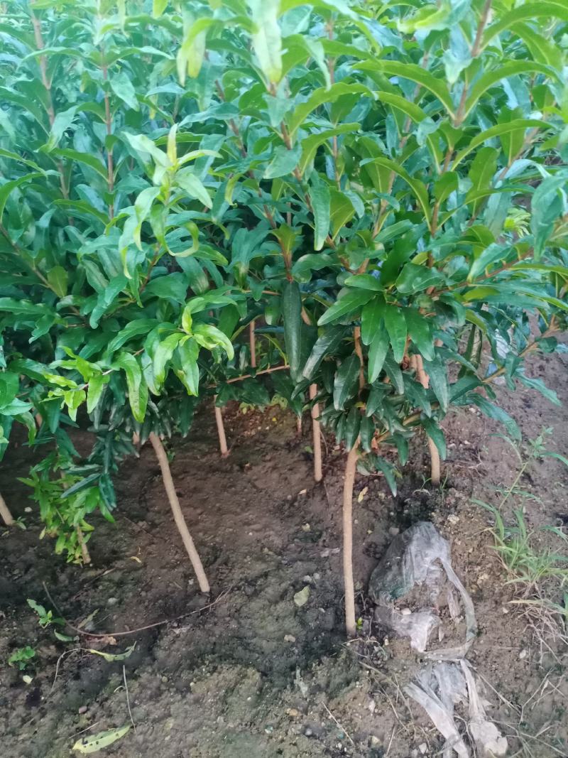 石榴苗保证质量品质好