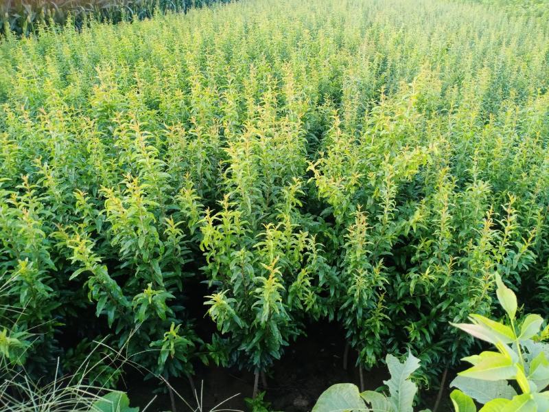 石榴苗保证质量品质好