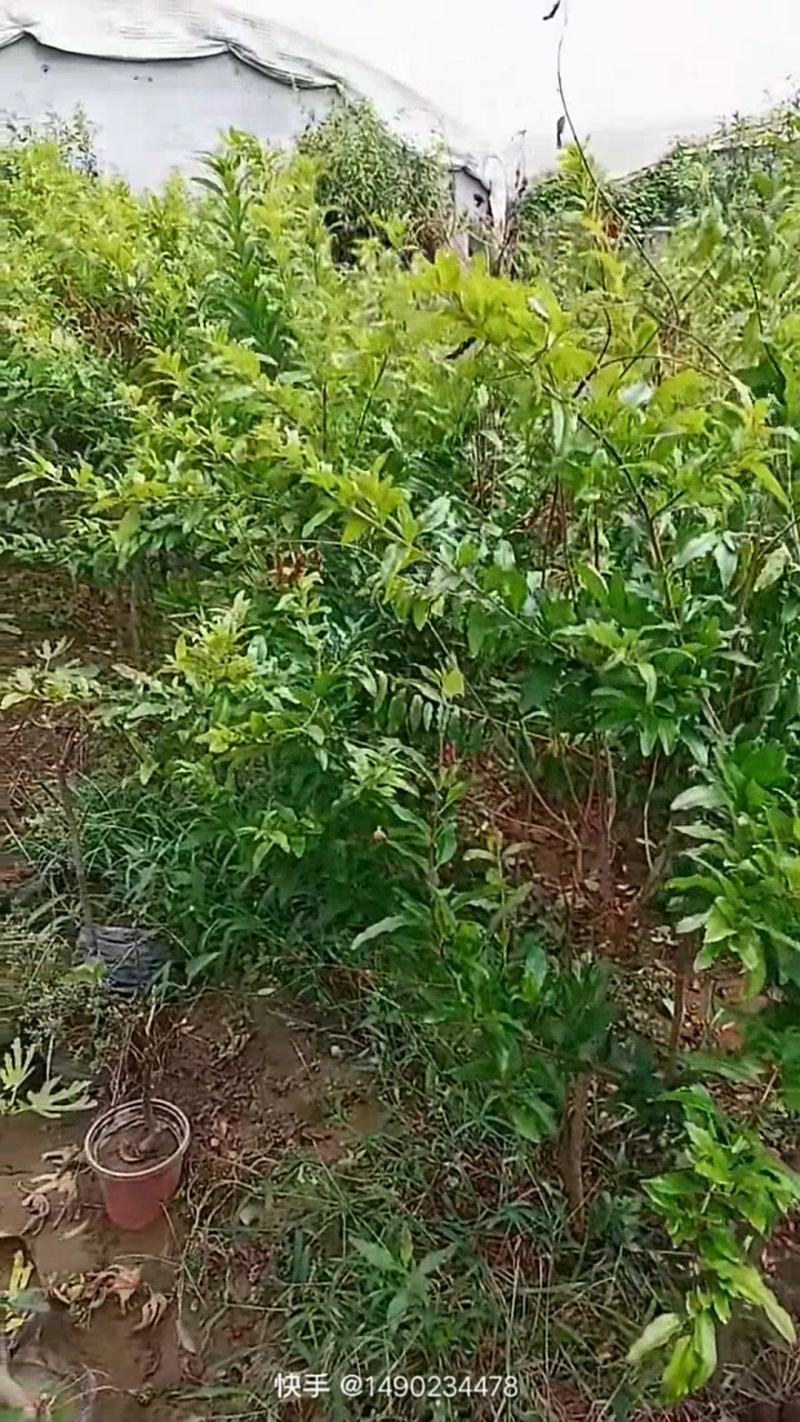 石榴苗保证质量品质好