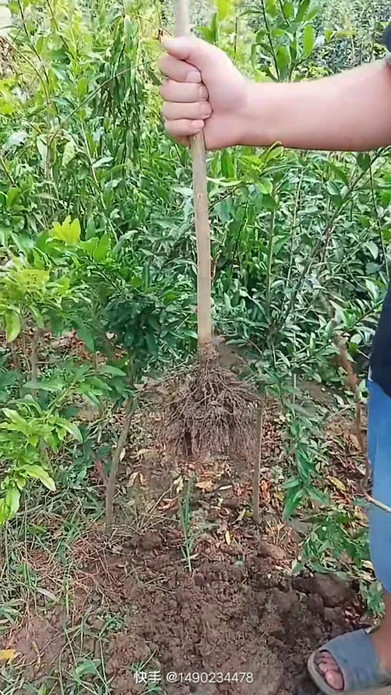 石榴苗保证质量品质好