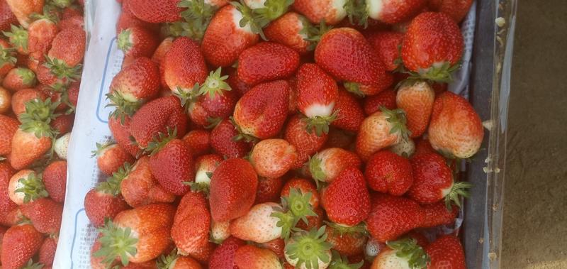 精品章姬，甜查理，意大利17草莓苗。苗圃地现挖，根系发达