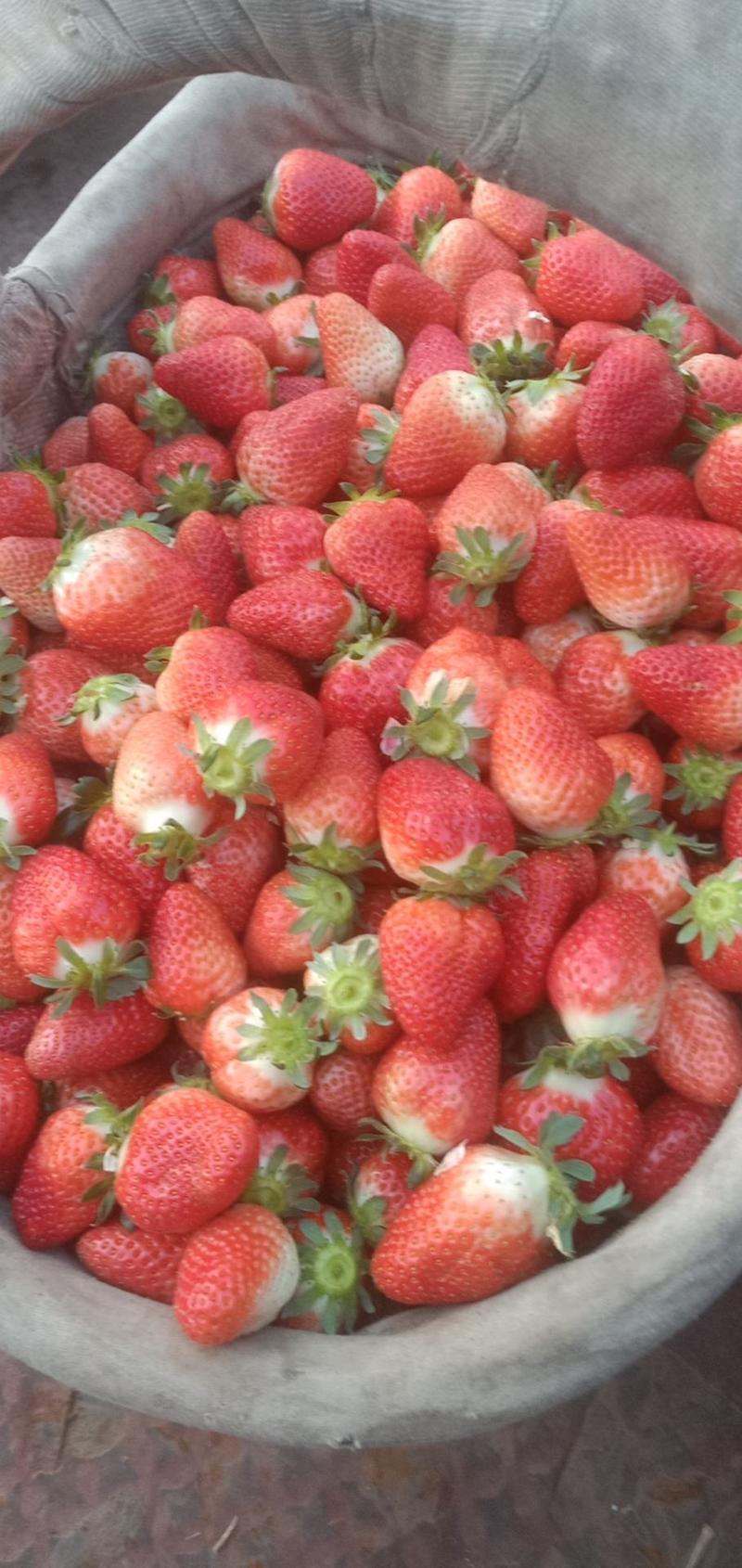 精品章姬，甜查理，意大利17草莓苗。苗圃地现挖，根系发达