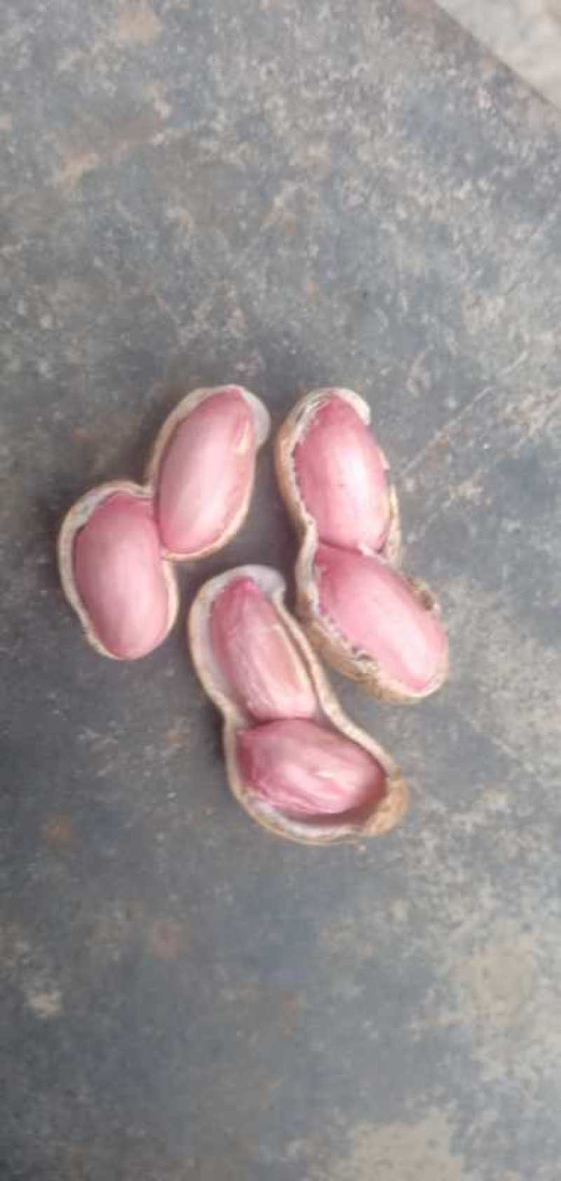 万亩鲜花生红粒，个头饱满...........