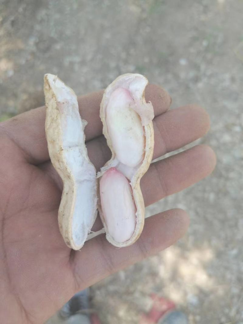 万亩鲜花生红粒，个头饱满...........