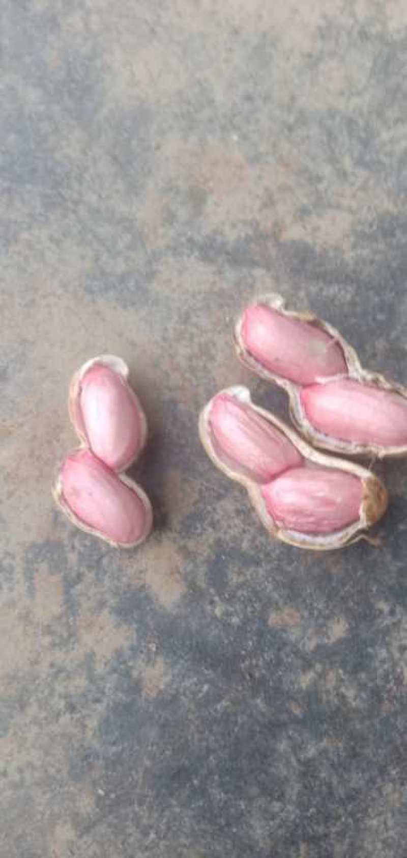 万亩鲜花生红粒，个头饱满...........