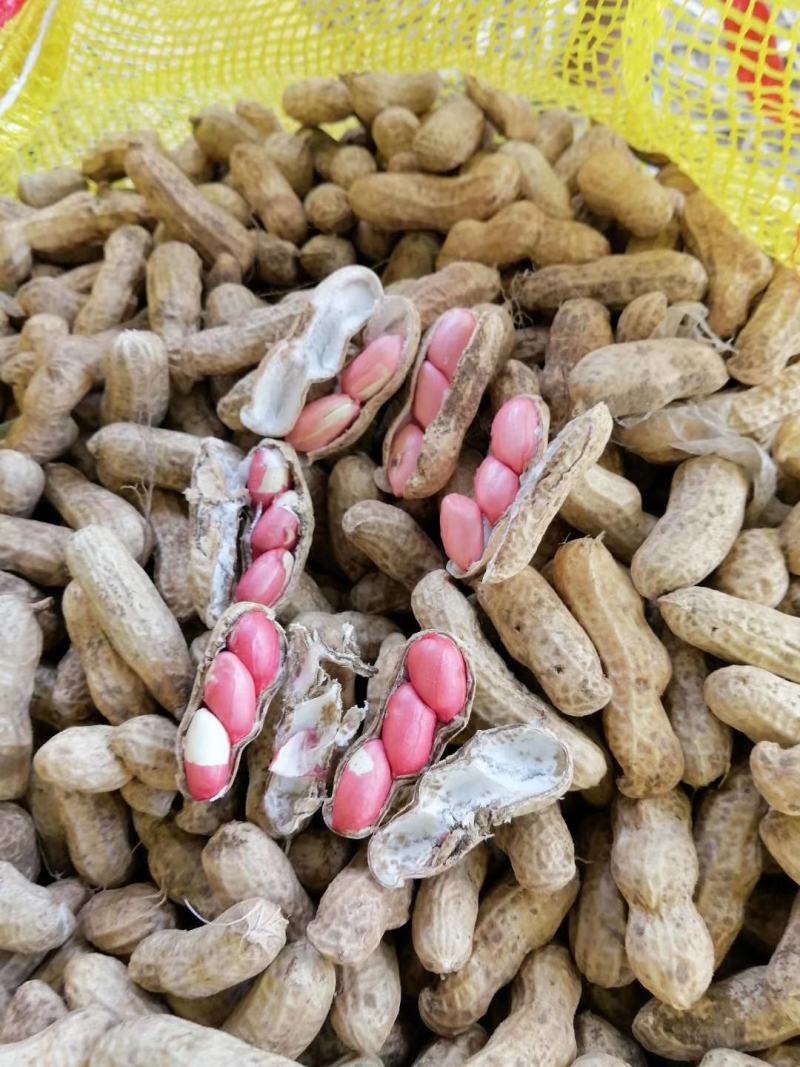 万亩鲜花生红粒，个头饱满...........