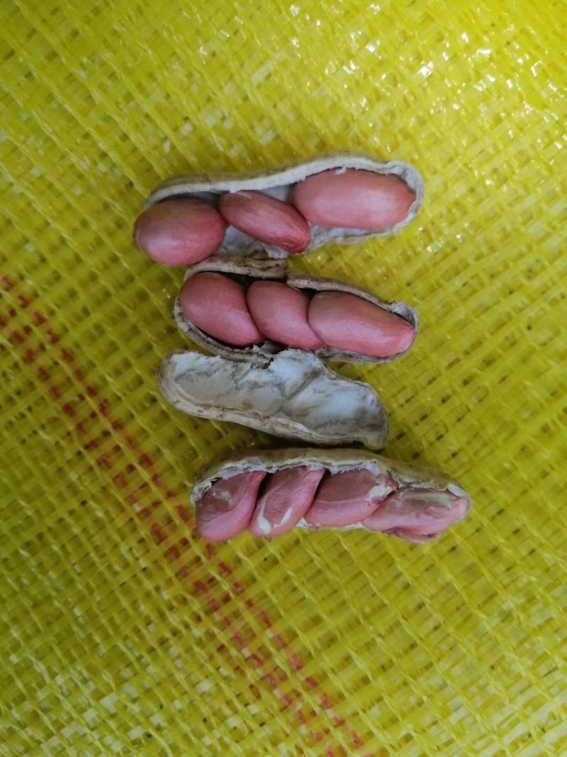 万亩鲜花生红粒，个头饱满...........