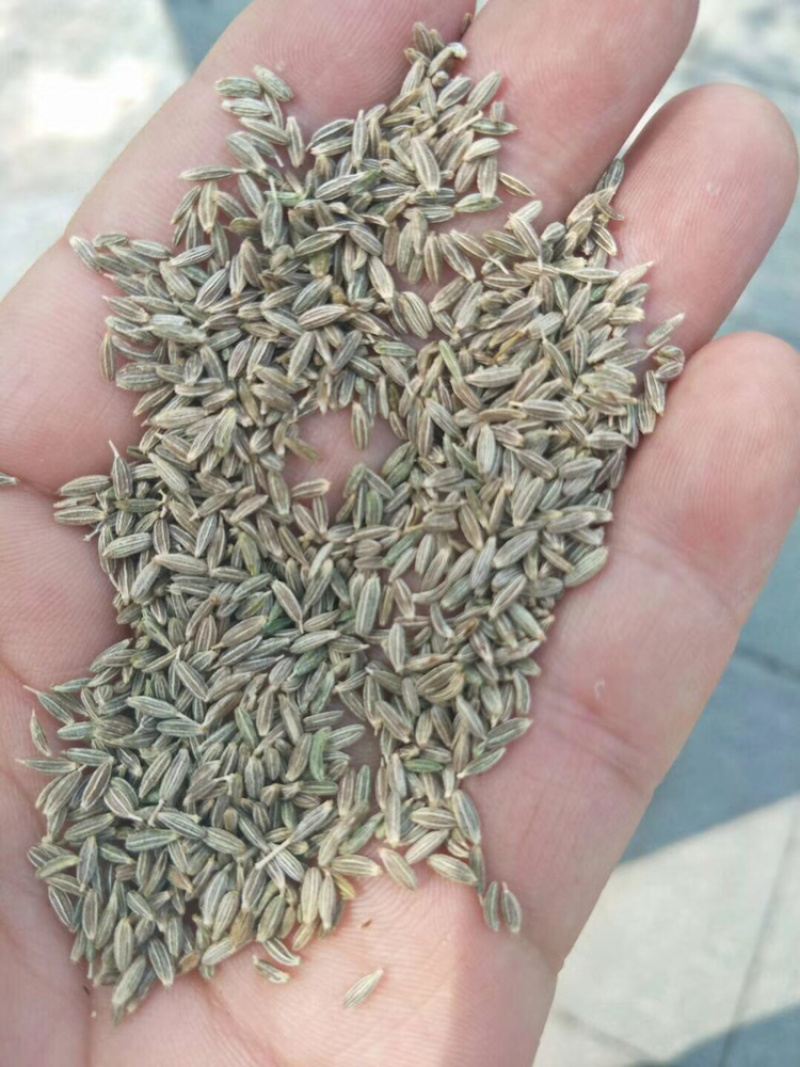 甘肃孜然，颗粒饱满均匀，欢迎选购