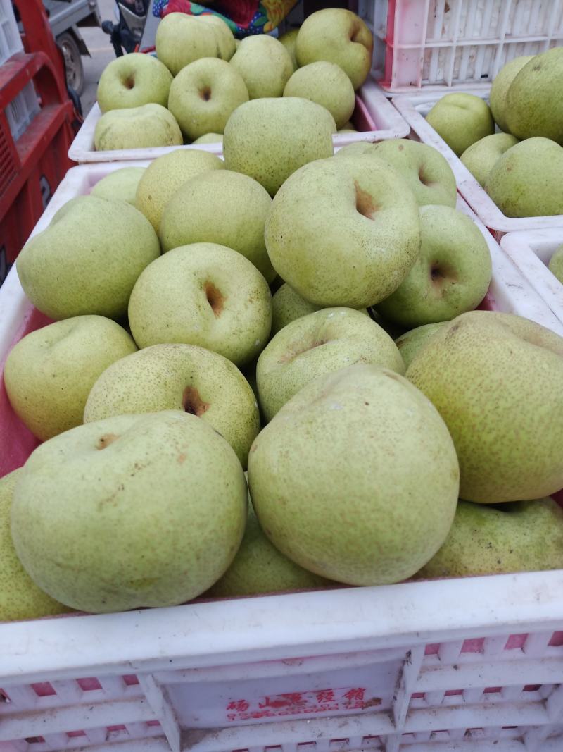 【酥梨】精品砀山梨大量上市保质保量价格美丽要的联系