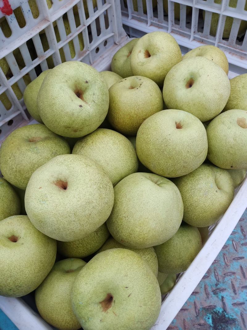 【酥梨】精品砀山梨大量上市保质保量价格美丽要的联系