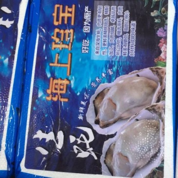 山东乳蚝，肥肥胖胖，营养丰富。
