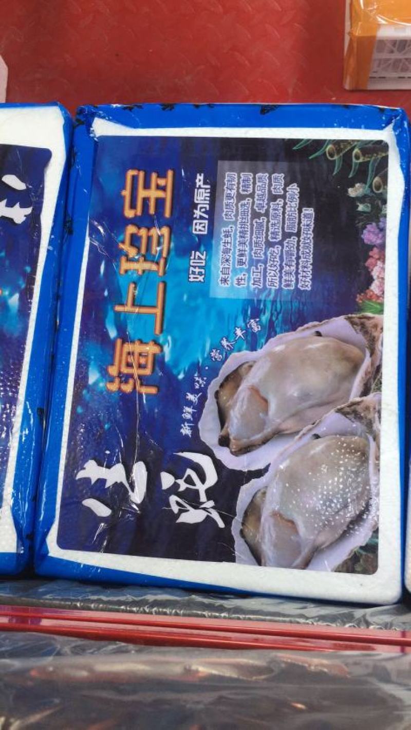 山东乳蚝，肥肥胖胖，营养丰富。