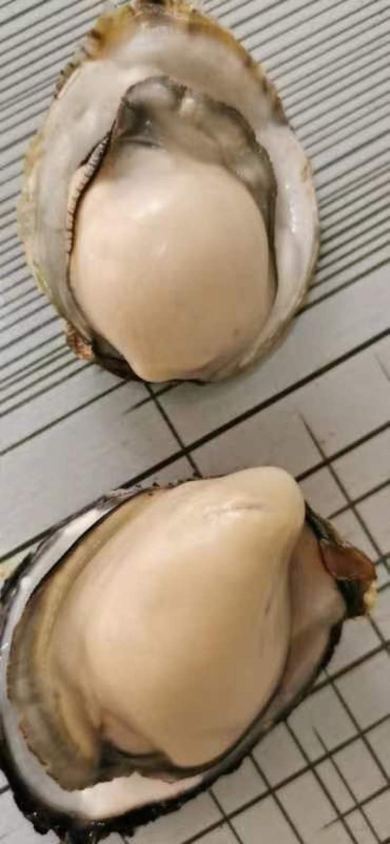 山东乳蚝，肥肥胖胖，营养丰富。