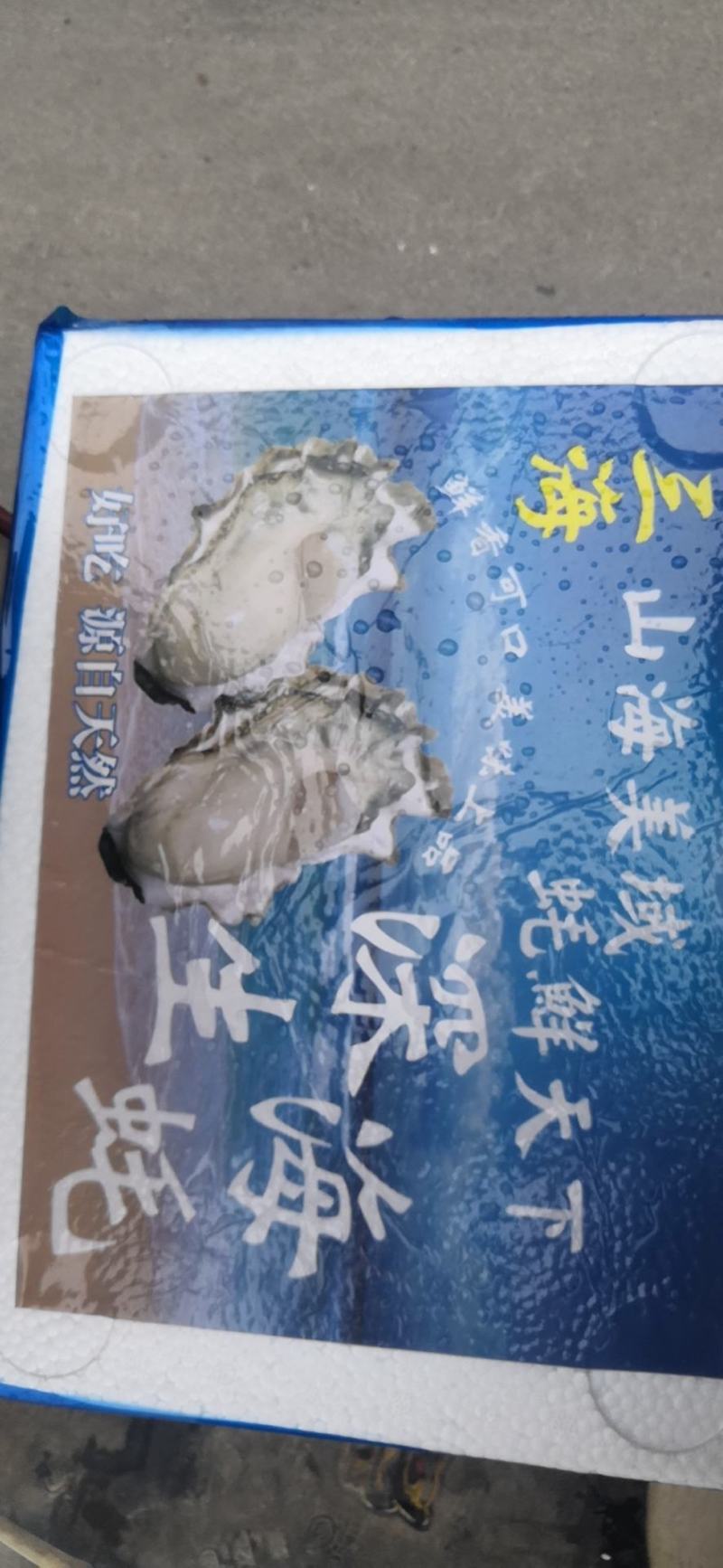 山东乳蚝，肥肥胖胖，营养丰富。