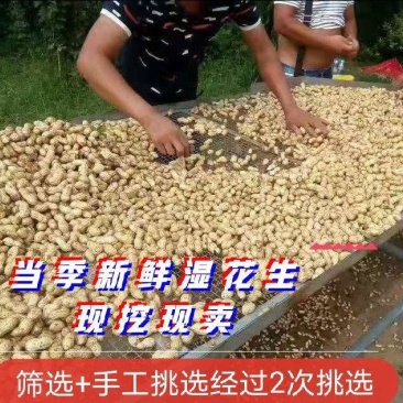 江苏大白沙花生海花系列提供一站式服务筛选装车配车