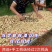 江苏大白沙花生海花系列提供一站式服务筛选装车配车