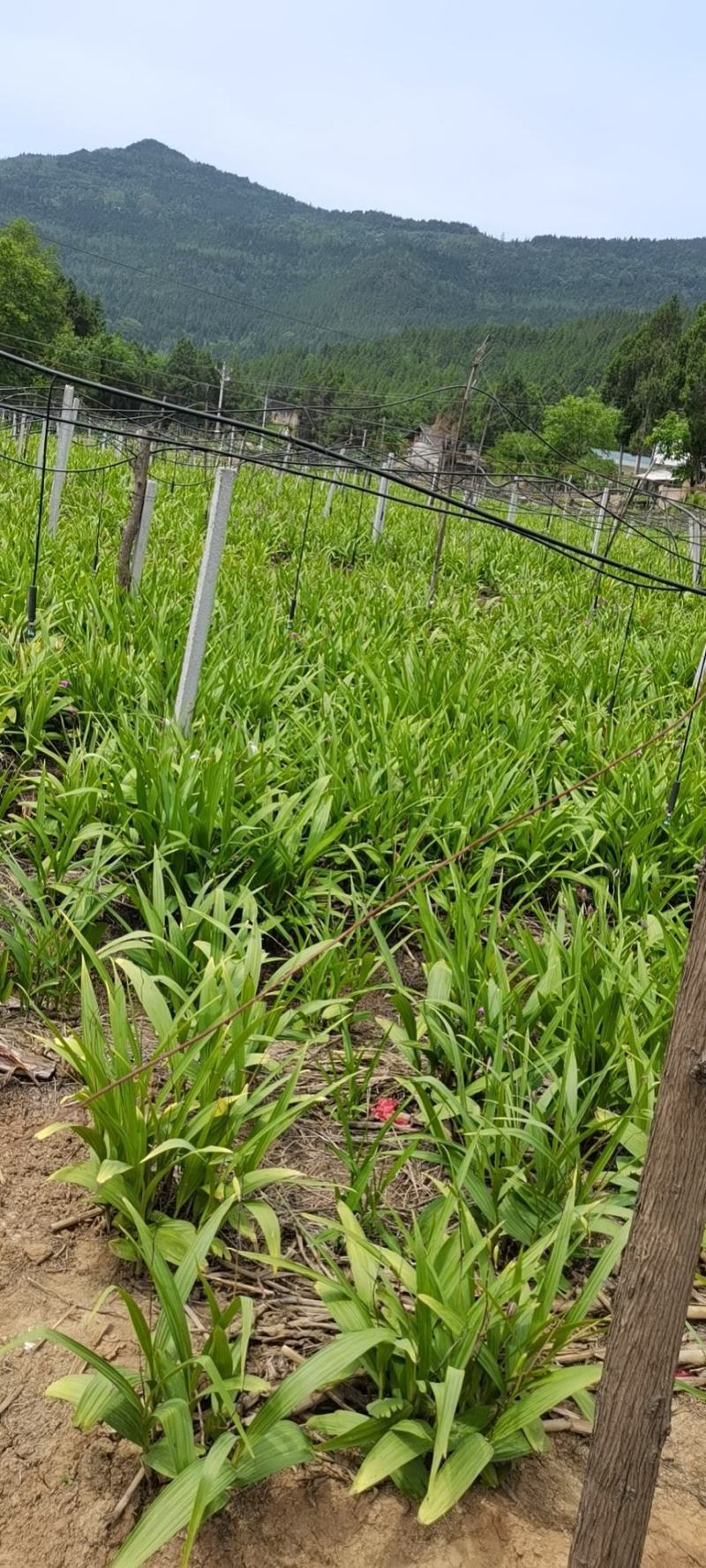 白芨果夹种苗一手货源