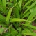 白芨果夹种苗一手货源