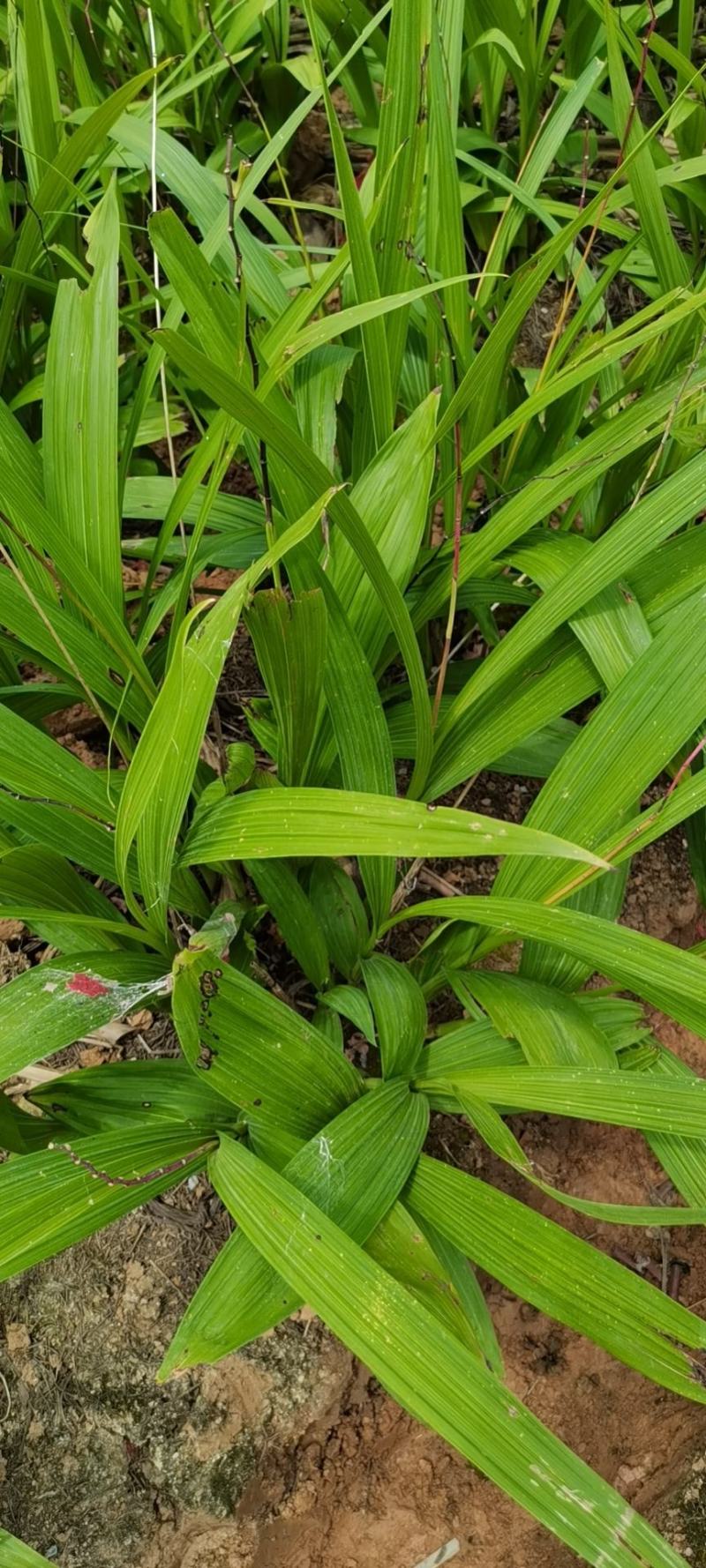白芨果夹种苗一手货源