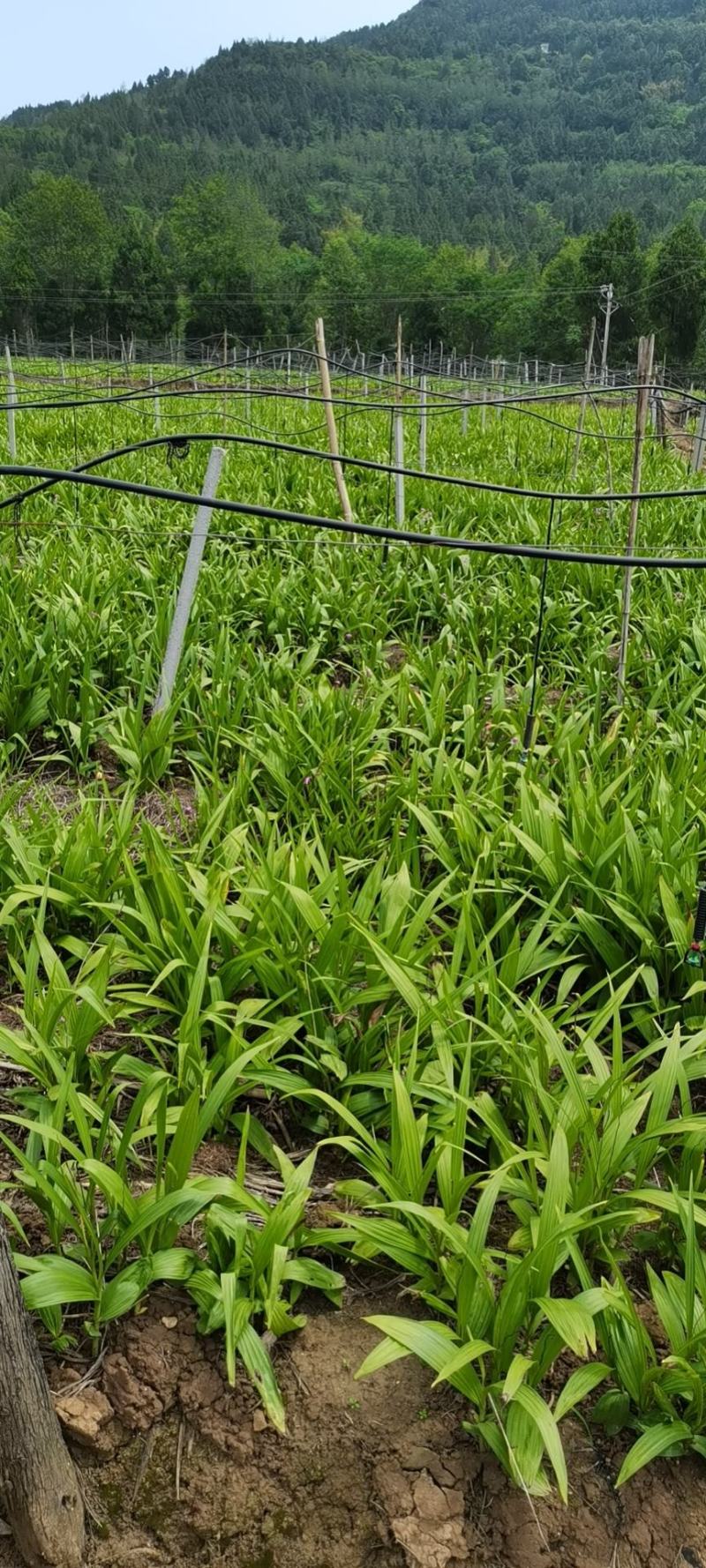 白芨果夹种苗一手货源