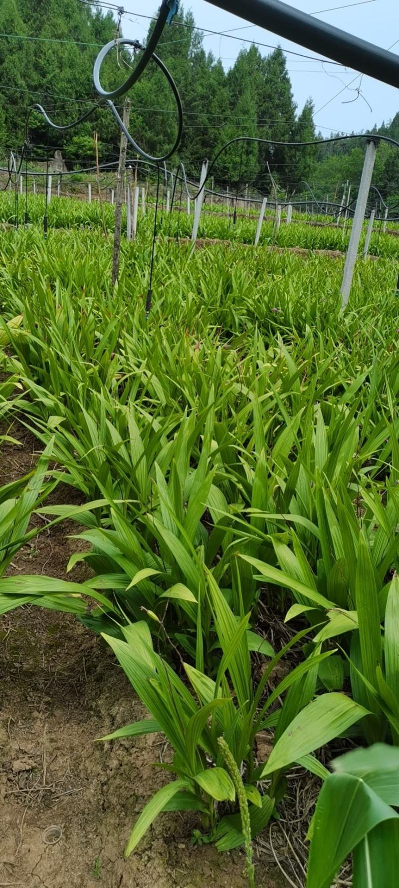 白芨果夹种苗一手货源