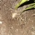 白芨果夹种苗一手货源