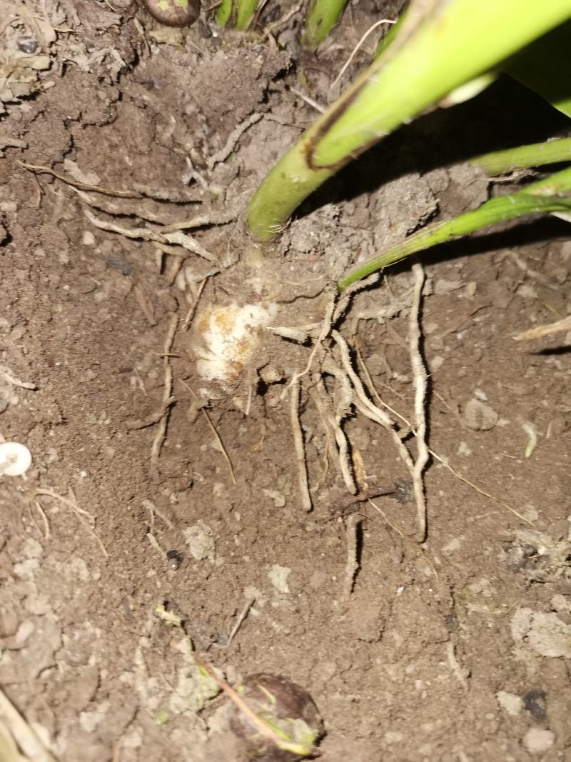 白芨果夹种苗一手货源