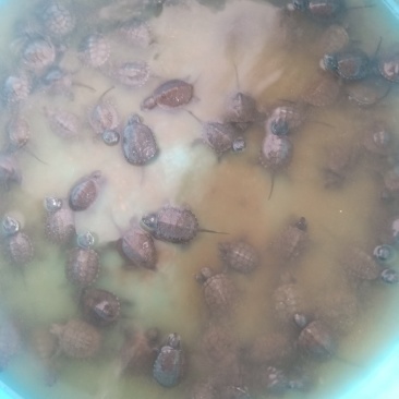 外塘冷水欧泽苗，火焰苗需要的联系